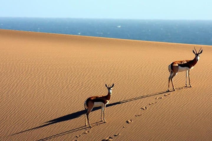 African Adventure Namibia: 10-Day Dunes, Coast & Private Game Reserve