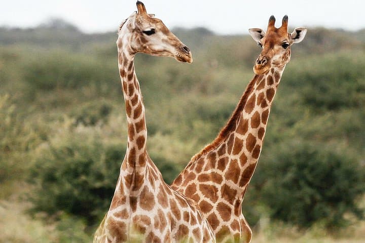 12-Day Namibia Adventure: Sossusvlei Dunes, Wildlife Safaris & Coastal Cruises