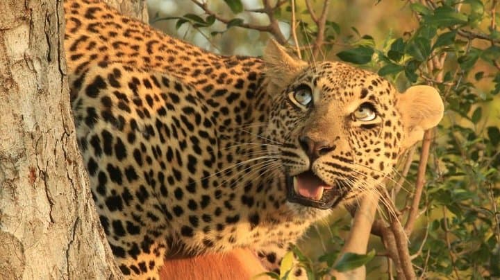 Cape Town 3-Day Cruise, Safari & Winelands Experience: Sunset Sail, Aquila Big Five, Constantia Tasting photo 2