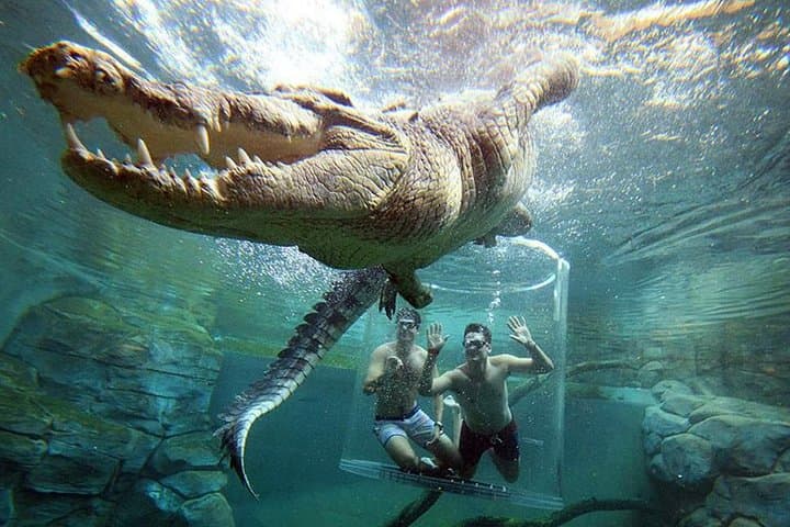 Cape Town 3-Day Adventure: Crocodile Cage Dive, Cape Peninsula & Winelands Tasting