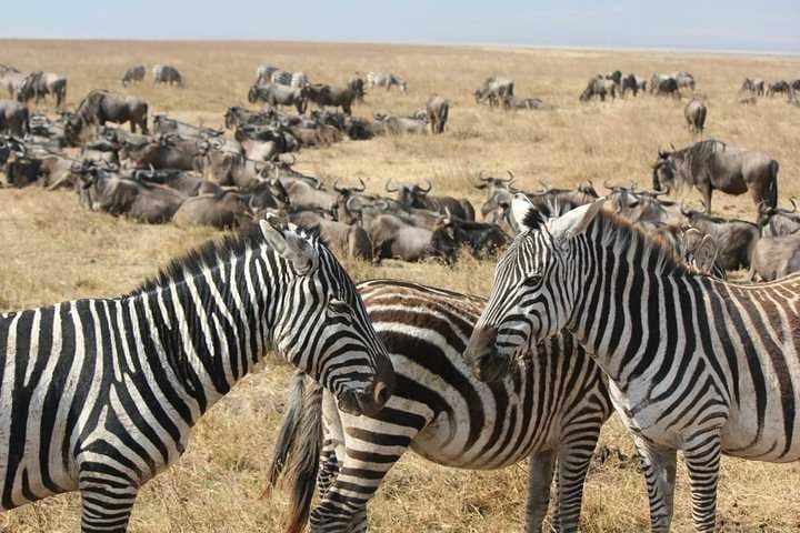 Three-Day Cape Town Safari, Winelands & Robben Island Experience