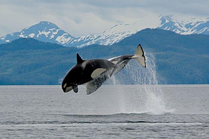 Cape Town to Hermanus Full-Day Whale Watching Tour with Optional Boat Trip photo 3