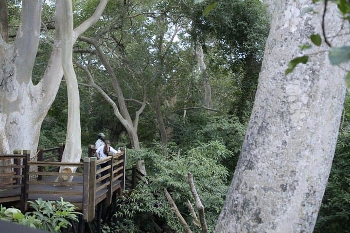 uMkhuze Fig Forest Walk: Guided Sand-Forest Stroll in uMkhuze Game Reserve photo 2
