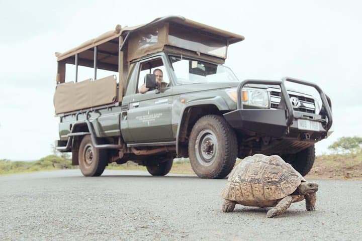 Hluhluwe Half-Day Game Drive: See White Rhino and the Big Five