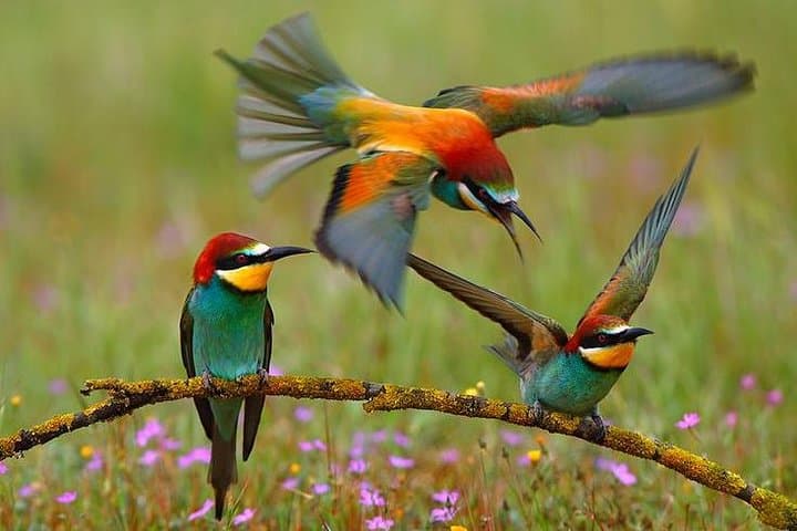 Mkuze River Bird Walk — Gentle Riverbed Birding from Your Lodge photo 2