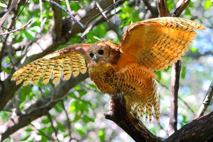 Mkuze River Bird Walk — Gentle Riverbed Birding from Your Lodge photo 3