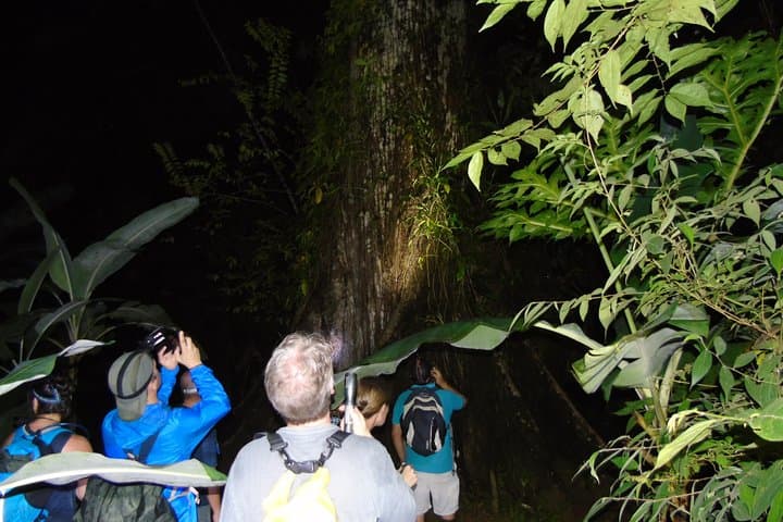 Drake Bay Night Hike: Nativos Corcovado Nocturnal Wildlife Walk photo 2