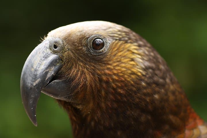 Rotorua One-Day Birding Adventure — Endemic Birds in Forests, Wetlands & Estuaries photo 1