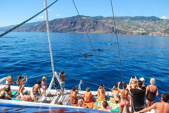 Madeira Catamaran Whale & Dolphin Watching from Funchal — 3-Hour Wildlife Cruise