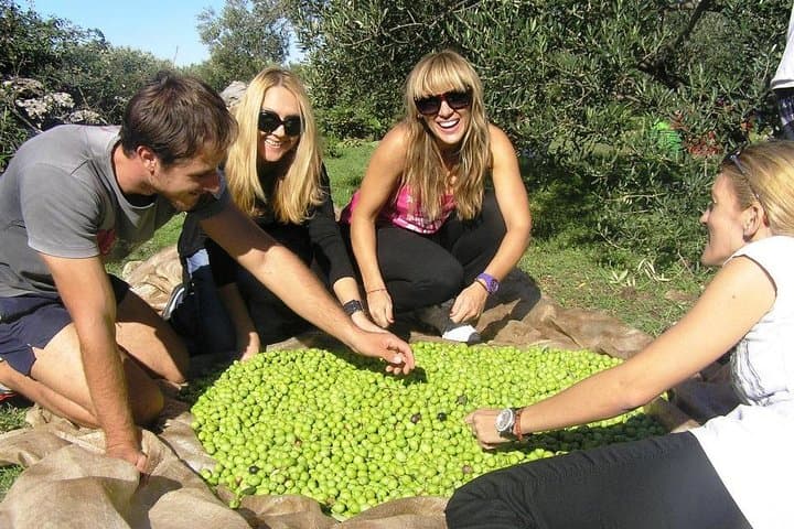 Olive Picking on Šolta Island: Private Harvest Tour with Lunch from Split