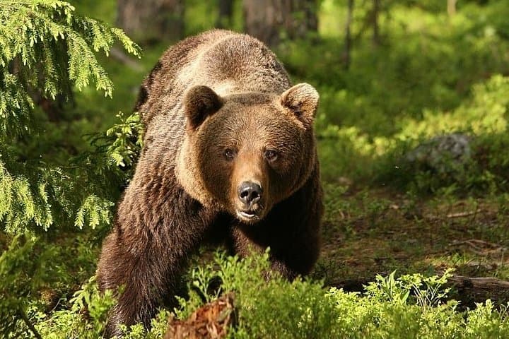 Bear Watching in Transylvania: 2-Day Carpathian Wildlife Tour from Bucharest photo 2