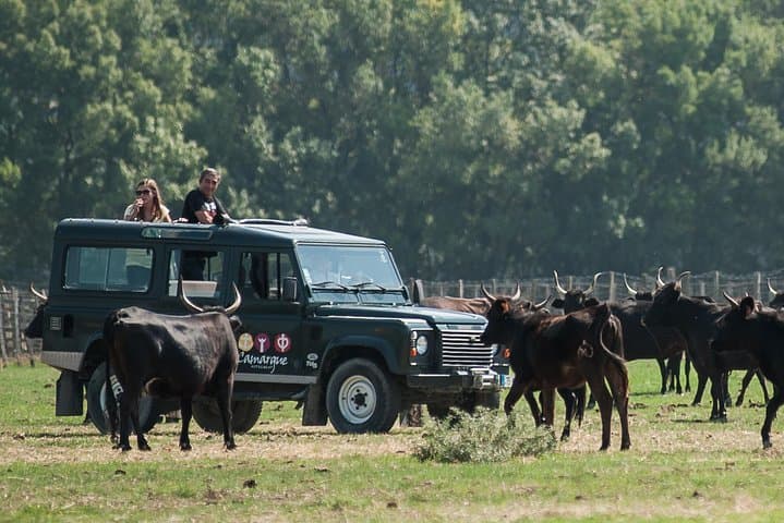 Camargue 4x4 Safari from Le Grau-du-Roi: 3.5-Hour Wetlands & Wildlife Tour
