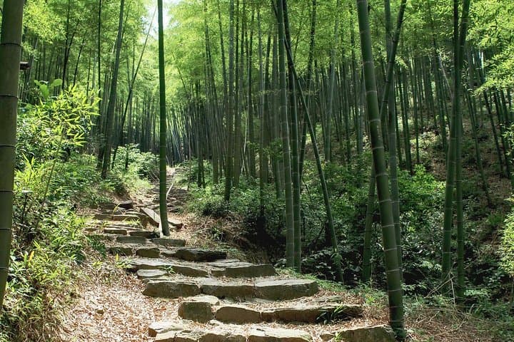 Plog and Hike Mount Mogan: Guided Eco-Hike from Hangzhou photo 3