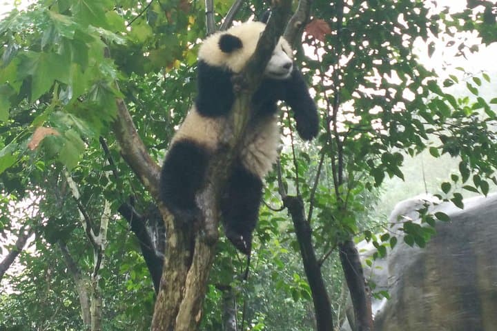Chengdu Day Trip: Giant Pandas at the Research Base and Historic Huanglongxi photo 2