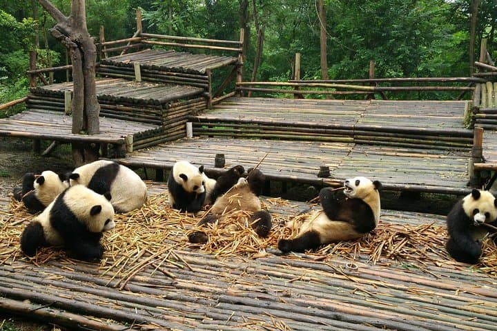 Morning at Chengdu Panda Base: See Giant Pandas at Their Most Active photo 2