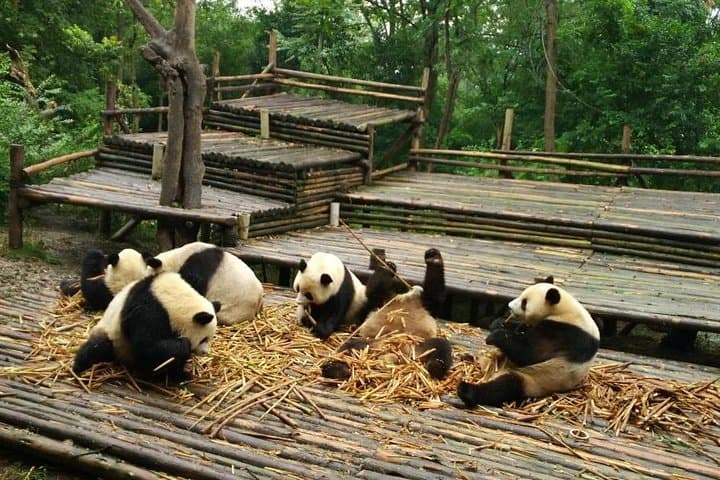 Chengdu Panda Base and Leshan Giant Buddha: Private One-Day Tour from Chengdu