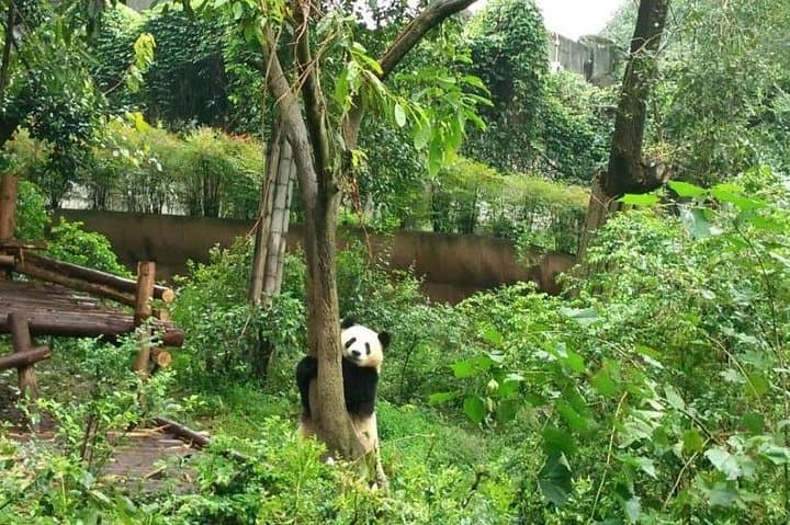One-Day Chengdu: Giant Pandas and Leshan Giant Buddha Private Tour photo 2