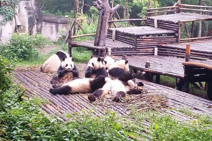 One-Day Private Tour: Chengdu Giant Panda Base & Leshan Giant Buddha photo 6