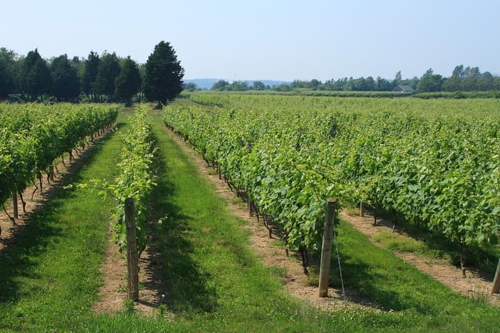 Hamptons & North Fork Wineries Private Day Tour from NYC photo 2