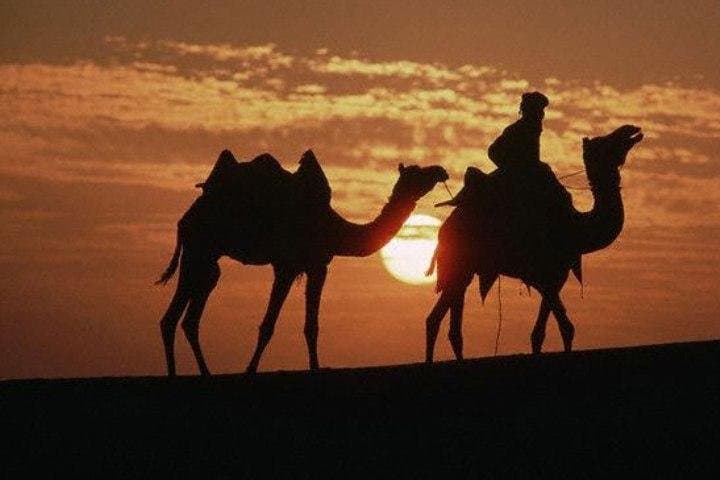 Overnight Camel Safari and Desert Camping in Jaisalmer’s Sam Sand Dunes photo 3