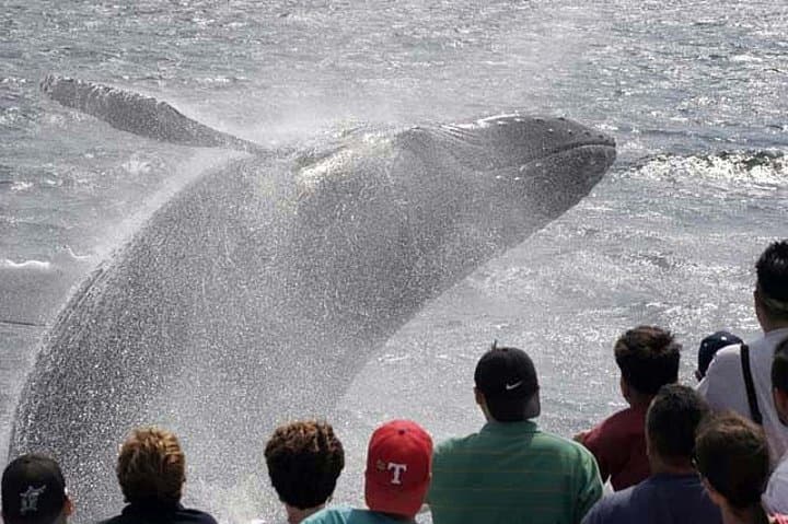 Gloucester Whale Watching: Stellwagen Bank Tour aboard The Hurricane II