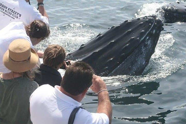 Gloucester Whale Watching: Stellwagen Bank Tour aboard The Hurricane II photo 3