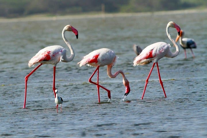 Half-Day Bundala Safari: Flamingos, Migratory Birds & Wetland Wildlife