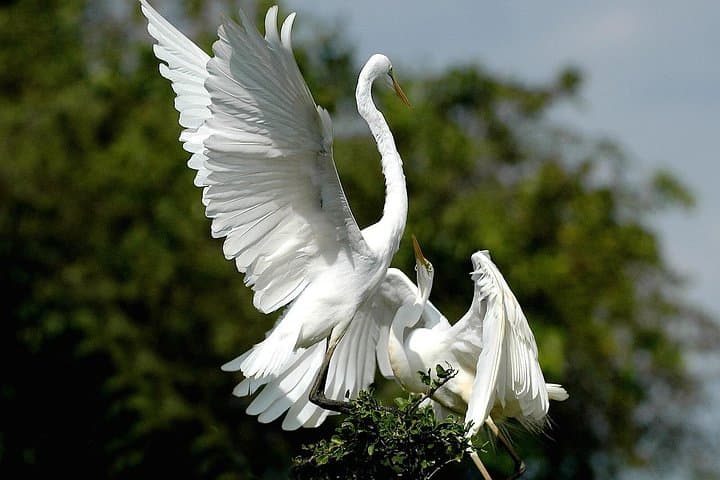 Bundala Full-Day Safari: Flamingos, Crocodiles & Coastal Lagoons photo 1