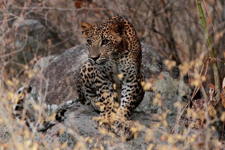 Luxury Leopard Nest: 3-Day Yala & Bundala Wildlife Camp photo 2