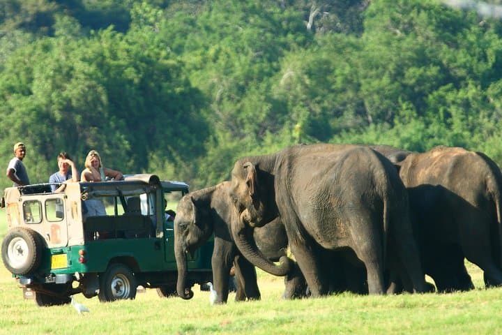 Minneriya Elephant Gathering: Private Jeep Safari from Habarana