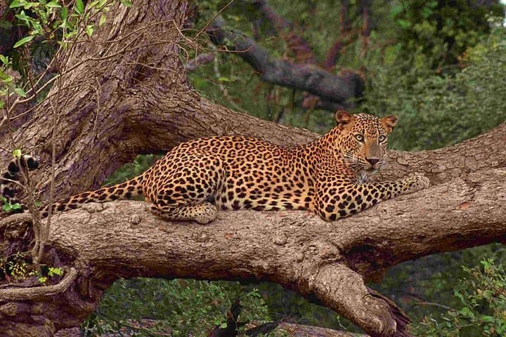Yala Leopard Safari: Full-Day Private Game Drive & Beach Picnic