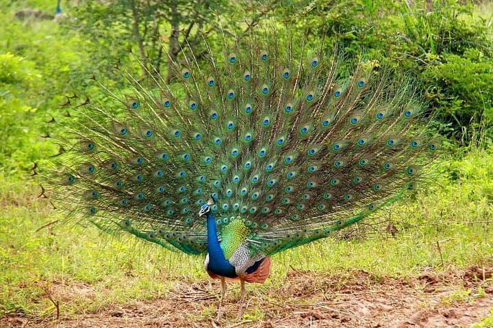 Sri Lanka 5-Day Private Wildlife Photography Tour: Sinharaja to Yala photo 2