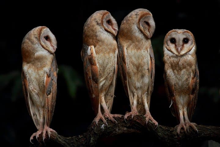 Sri Lanka 5-Day Private Wildlife Photography Tour: Sinharaja to Yala photo 1
