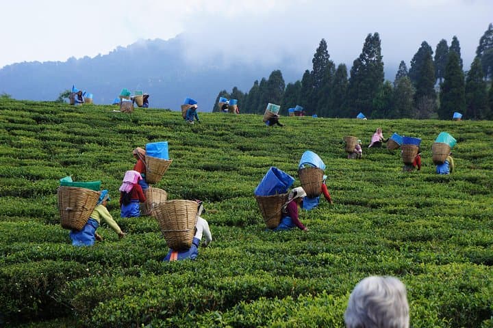 Private Tea Plucking and Tea Factory Tour from Nuwara Eliya — Hands-On Ceylon Tea Experience photo 1