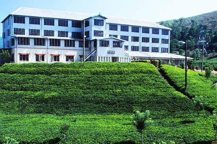 Private Tea Plucking and Tea Factory Tour from Nuwara Eliya — Hands-On Ceylon Tea Experience photo 2