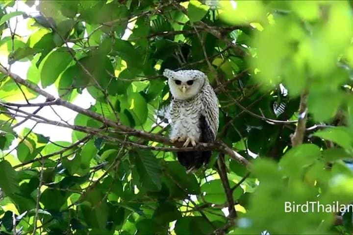 Udawatte Kele Sanctuary: Private Birdwatching & Nature Trekking in Kandy photo 2