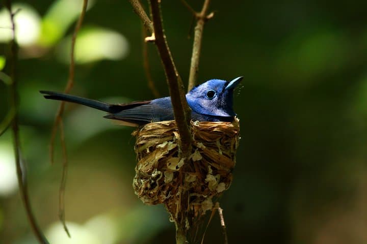 Overnight Sinharaja Rainforest Trek — Private All-Inclusive Eco Lodge Experience