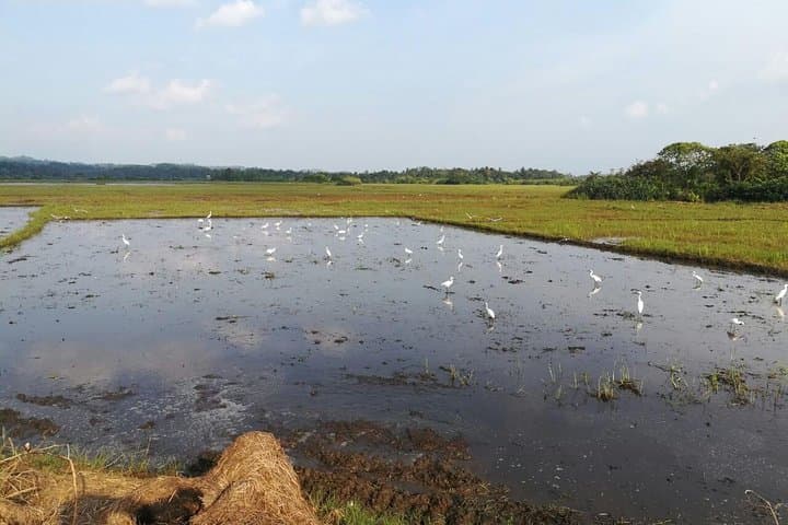 Village and Lagoon Cycling Tour in Galle — 12 km Countryside Ride & Lagoon Birdwatching photo 2