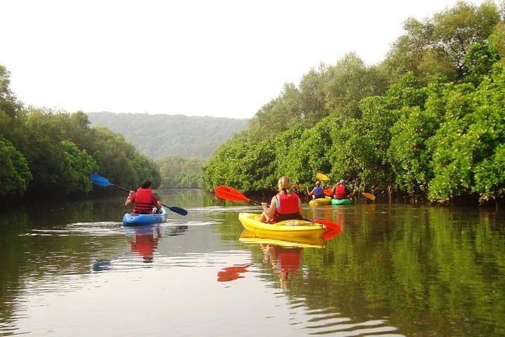 Kayak the Mangroves of Spike's River — Goa Kayaking & Birdwatching Tour