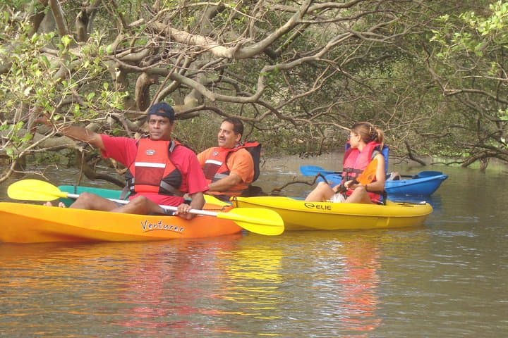 Mangroves Magic: Kayak Goa's Backwater Mangroves