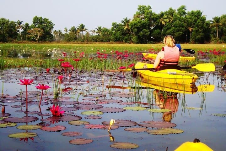 Kayak the Sal Backwaters: Mangroves, Lotus Ponds & Birdlife in Goa