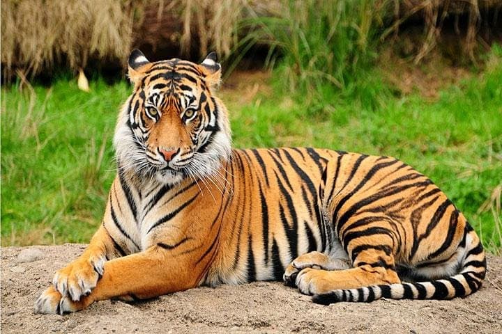 Private Day Trip to Jawalakhel Central Zoo in Kathmandu