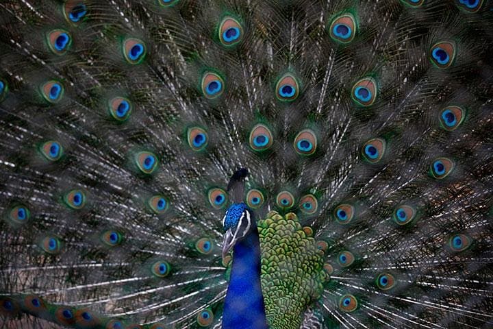 Private Day Trip to Jawalakhel Central Zoo in Kathmandu photo 2