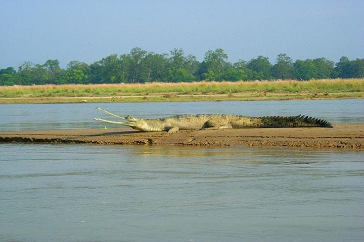 3-Day Chitwan Jungle Safari from Kathmandu — Rhinos, Rivers & Tharu Culture photo 3