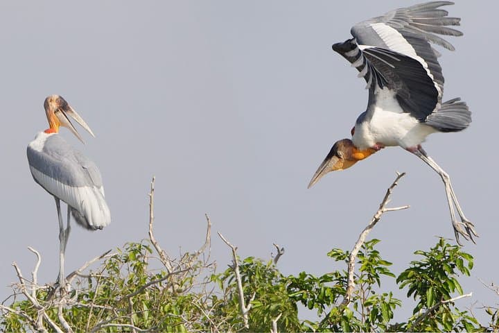 Bird Watching at Tonle Sap’s Inundated Forest: Full-Day Prek Toal Sanctuary Tour