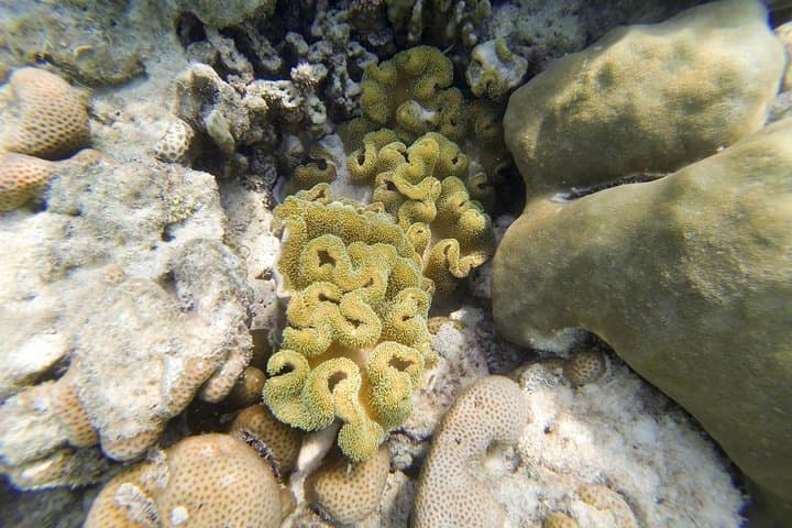Surin Islands Snorkeling Escape from Khao Lak: Day Trip to Pristine Coral Reefs photo 3