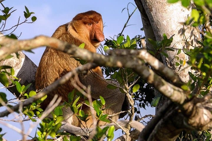 Klias Mangrove River Cruise: Proboscis Monkeys, Mangroves and Fireflies photo 2