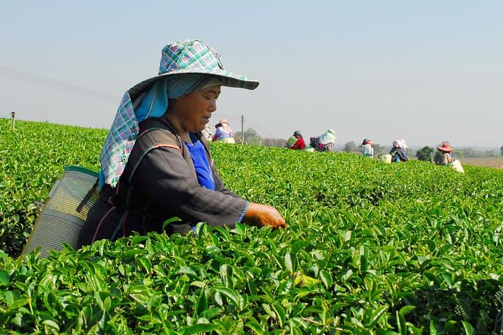 Chiang Rai Hill Tribes and Golden Triangle Full-Day Cultural Tour photo 2