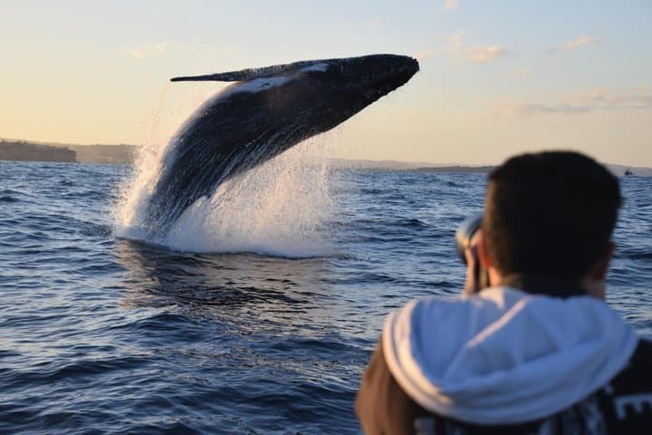 Sydney Speed-Boat Whale Watching: Fast-Track Humpback Encounters