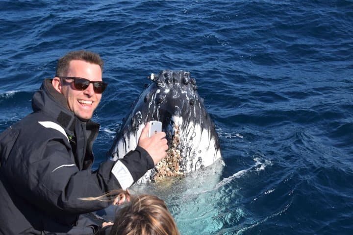 Sydney Speed-Boat Whale Watching: Fast-Track Humpback Encounters photo 5